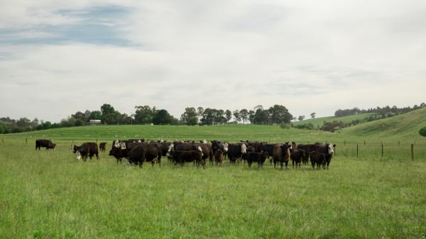Beef cattle grazing a Hummer tall fescue pasture at Bill Heggie's farm